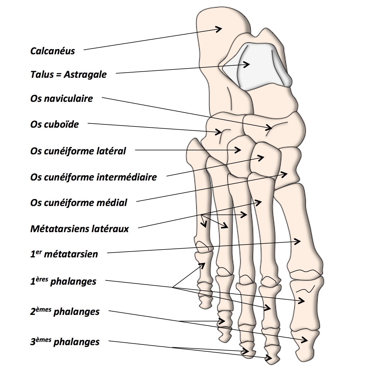 Anatomie De La Cheville Et Du Pied Clinique Ost o Articulaire Des 
